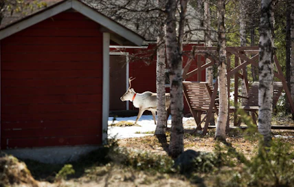 Pihoille, puutarhoihin ja pelloille tulevista poroista täytyy ensisijaisesti ilmoittaa paliskunnan poroisännälle.