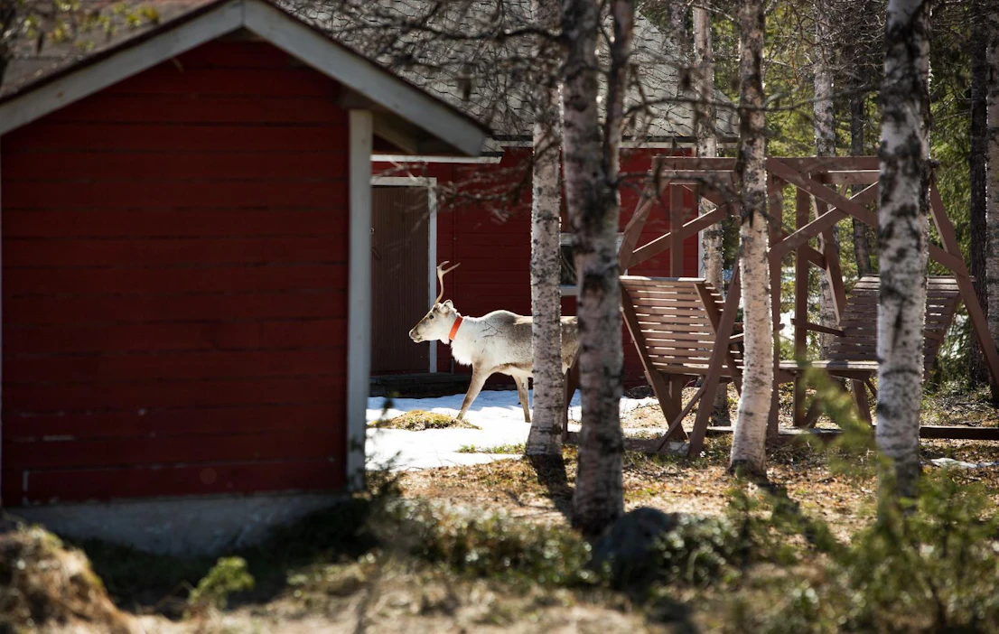 Pihoille, puutarhoihin ja pelloille tulevista poroista täytyy ensisijaisesti ilmoittaa paliskunnan poroisännälle.