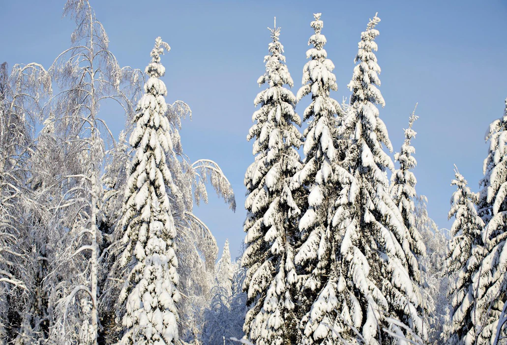 Ylellä on luontotoimittajia runsaasti ja lisäpalveluita ostetaan tarvittaessa ulkoa. Metsäalan tietämys taitaa olla niin ja näin kun kysymyksessä on puun jalostus ja kaikki siihen liittyvä, kirjoittaa Mauri Kaaja.