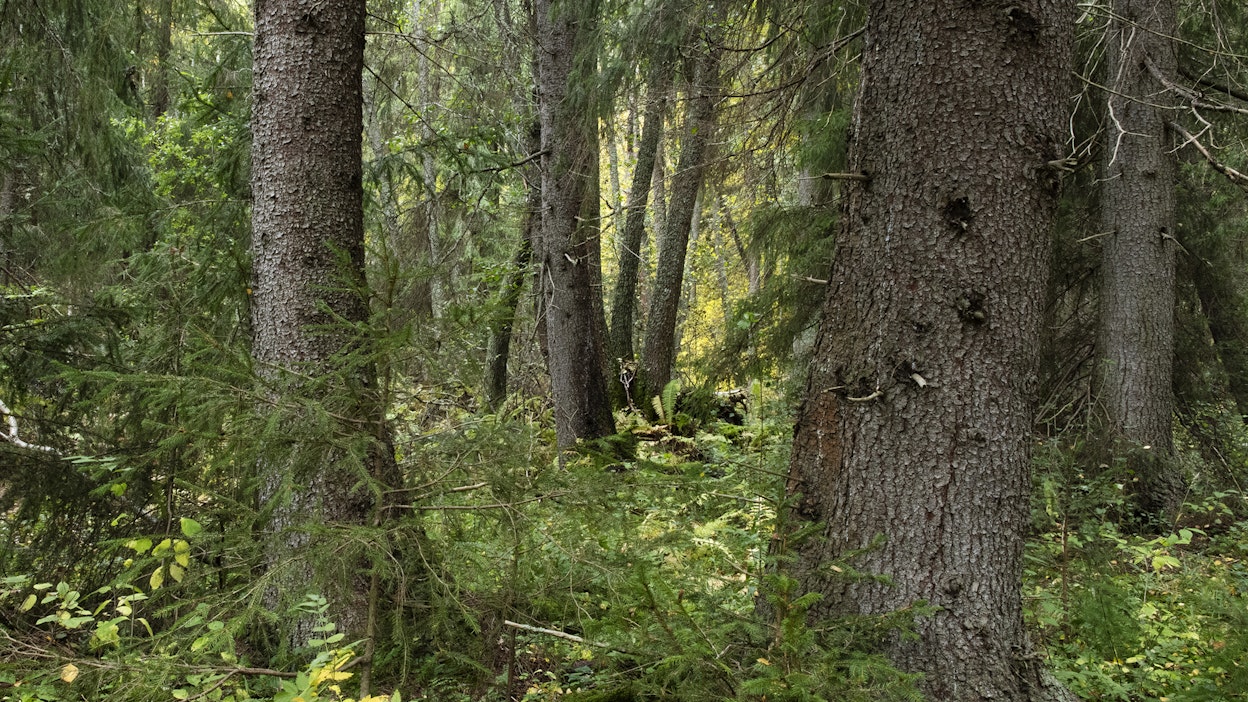 Valkeakoskella sijaitseva Myllyniitty kuuluu Hämeen lehtokeskukseen, joka on yksi maamme kahdeksasta lehtojen keskittymästä.