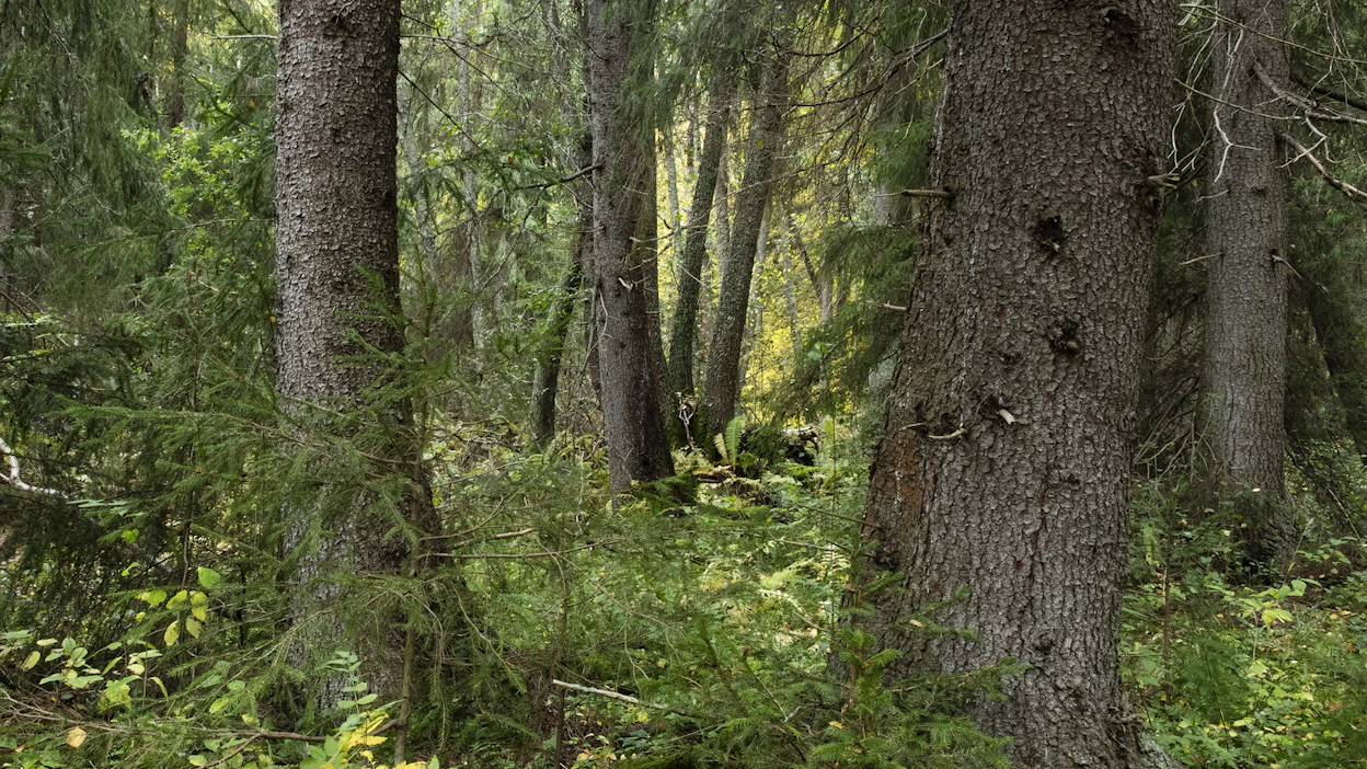 Valkeakoskella sijaitseva Myllyniitty kuuluu Hämeen lehtokeskukseen, joka on yksi maamme kahdeksasta lehtojen keskittymästä.