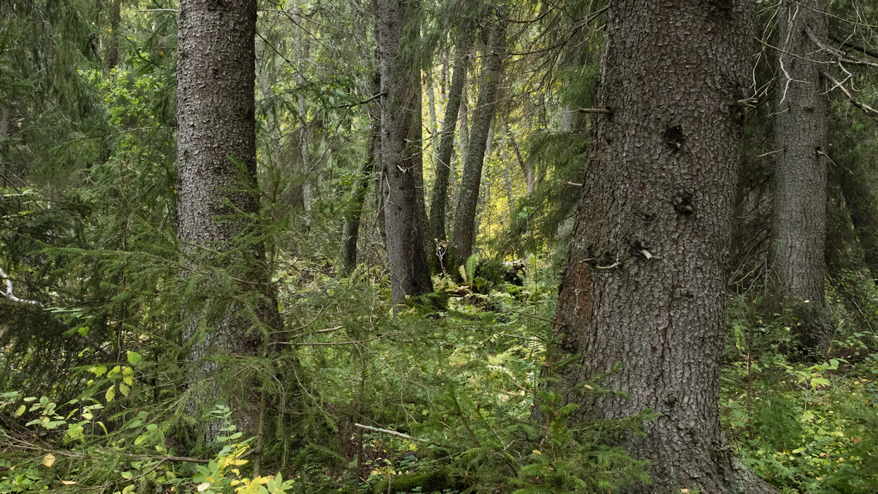Vanhoilla metsillä on monenlaisia arvoja, joille voidaan laskea myös hintalappu.
