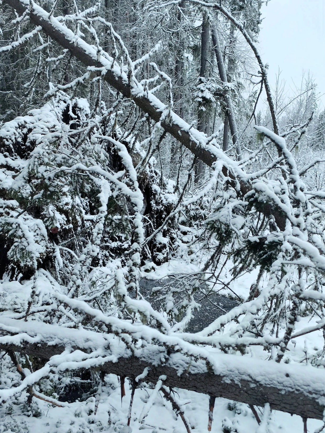 Myrskytuhoja Liponsalmen metsiin on tullut vuosittain, kirjanpainajatuhot ovat onneksi olleet lieviä.