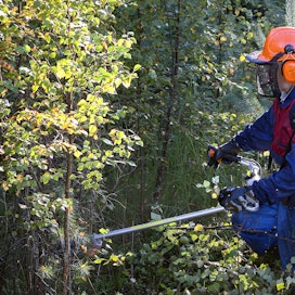 Lehtipuuvesakko kasvaa nopeasti havupuun taimien yli ja pilaa ne. Paavo Kotala raivasi vesakkoa Lapualla elokuussa 2015.
