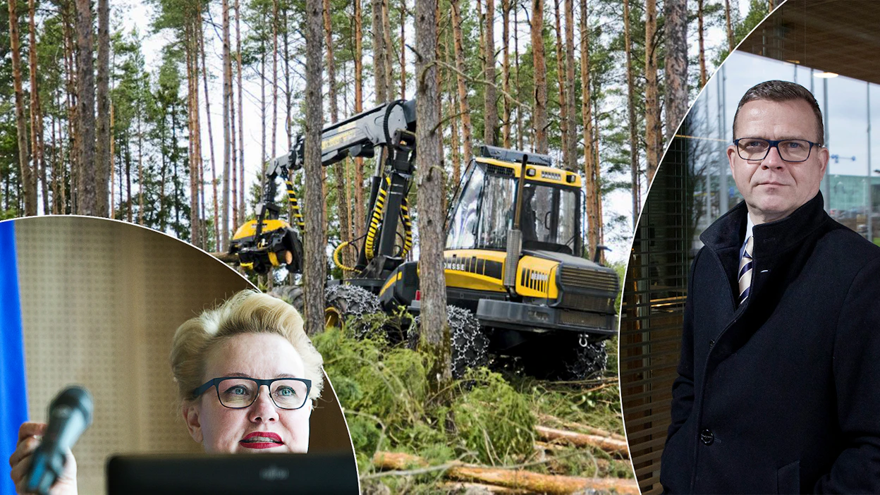 Kokoomuslainen europarlamentaarikko Sirpa Pietikäinen on EU-parlamentissa äänestänyt toistuvasti EU-komission voimakasta metsäsääntelyä lisäävän linjan puolesta. Kokoomuksen puheenjohtaja Petteri Orpo korostaa, että puolueen virallinen linja on kansallinen metsäpolitiikka ja metsien käytön turvaaminen.