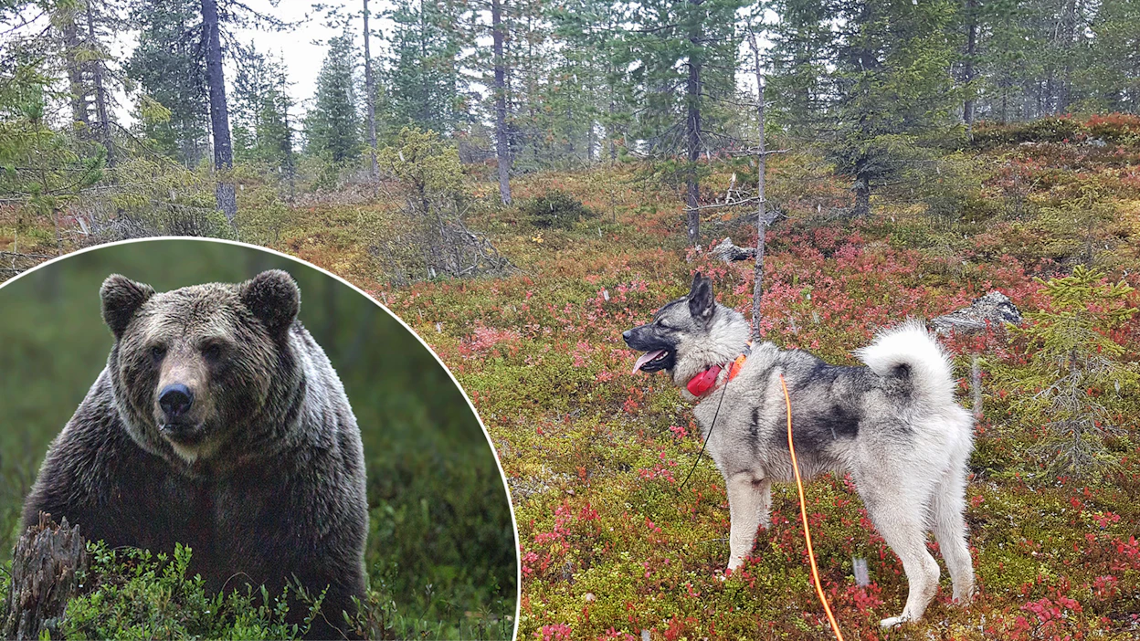 Leka-koira pujahti karhun perässä rajan yli viime viikon torstaina. Raja-aidan vartta on kuljettu päivittäin kahdesti, jotta alueelle jäisi omistajan hajua.