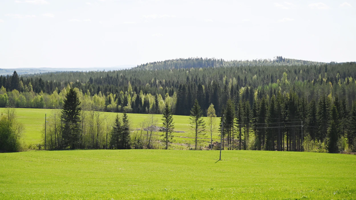 Metsämaisemaa Sonkajärvellä. Kuvituskuva.