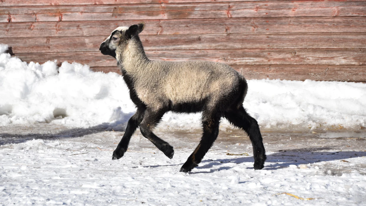 Ruuaksi Hinni saa lammaskrossia ja heinää. Herkkuna käy salaatti, ja sitä tarjoillaan myös pääsiäisenä. Myös kivennäis- ja suolakiveä sekä vettä on jatkuvasti tarjolla.