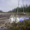 Siirtolinja rakenteilla. Kuvituskuva.