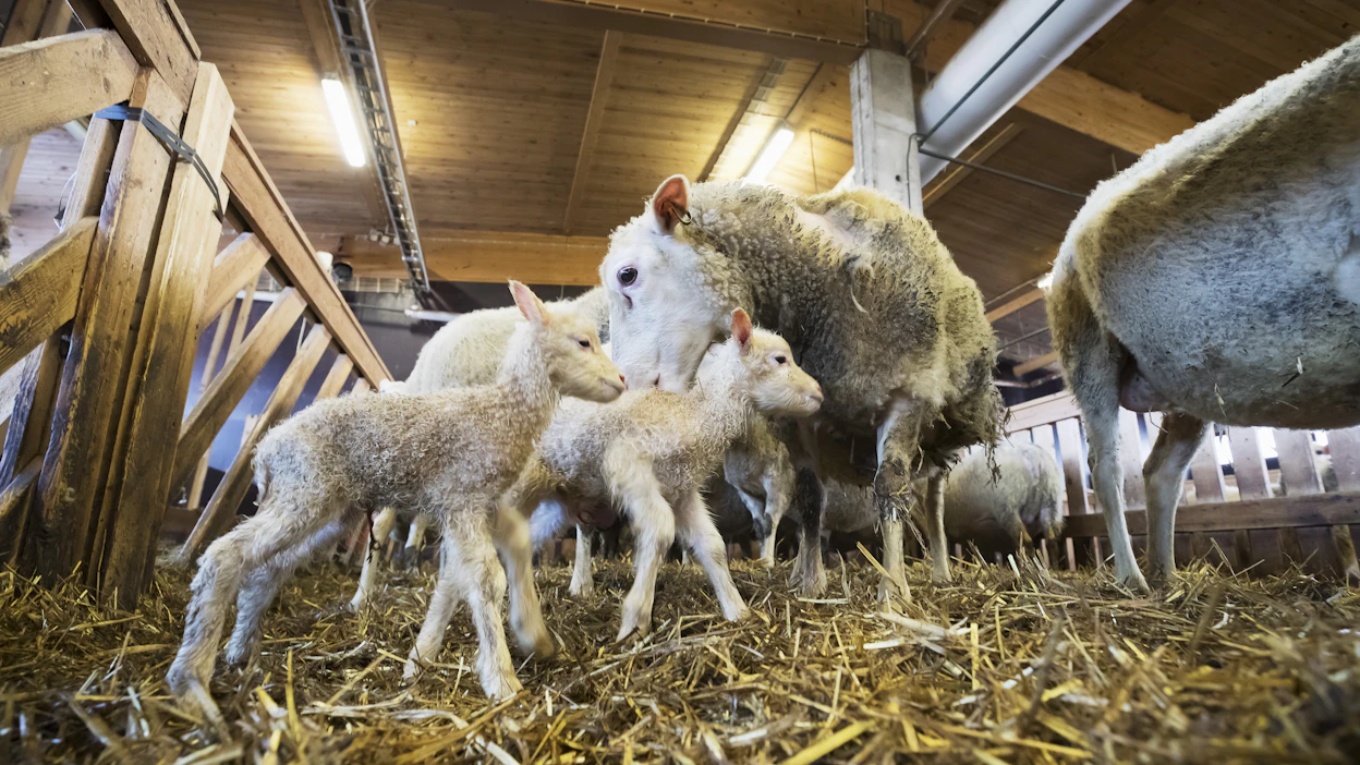 Suomenlammas tunnetaan maailmalla erityisesti hyvästä karitsatuotoksestaan. Rodun hallussa on myös yhdellä kerralla syntyneen vuonueen maailman ennätys.