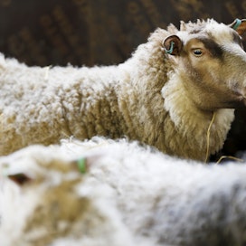 Yhdestä aikuisesta lampaasta saadaan vuodessa noin 2-3 kiloa käyttökelpoista villaa. 