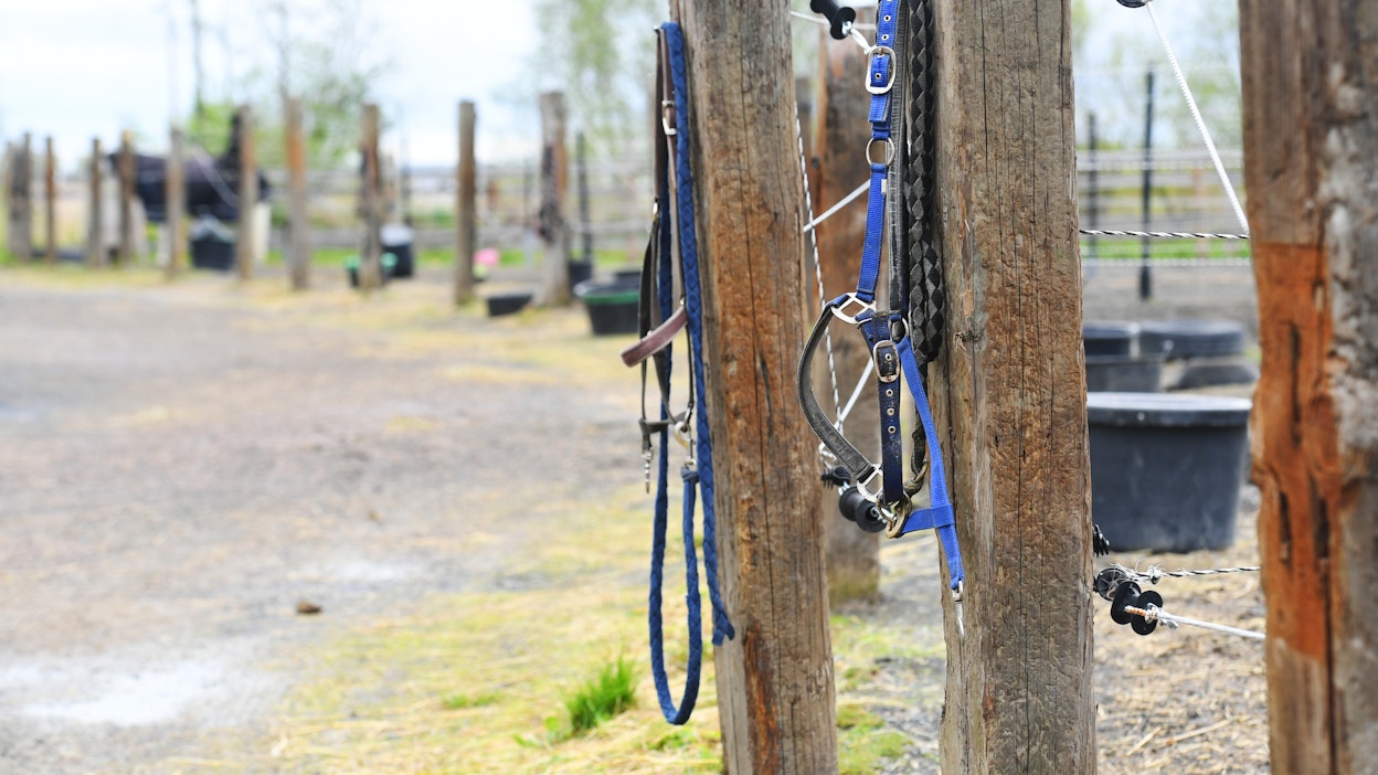 ”Jos siivoat tarhan ja laitumen kerran viikossa, saat katkaistua loisten elämänkierron. Tällä rytmillä loistartuntariski laskee merkittävästi”, Katja Hautala neuvoo.