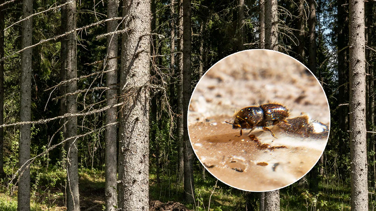 Kahden kirjanpainajasukupolven syntyminen kesän aikana on Suomessa epätavallista.