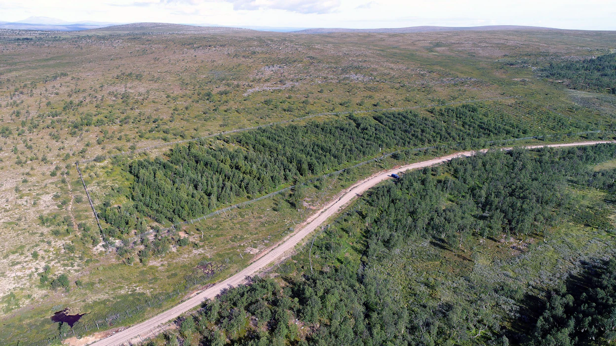 Metsänrajapuutarhoissa testataan niin rauduskoivun kuin havupuidenkin pärjäämistä siellä, missä puuta ei ole juuri kasvanut.