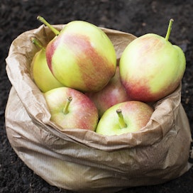 Kotimaista omenaa ei tarvitse kuoria, sillä sitä ei ole käsitelty säilöntäaineilla tai erilaisilla pintavahoilla.