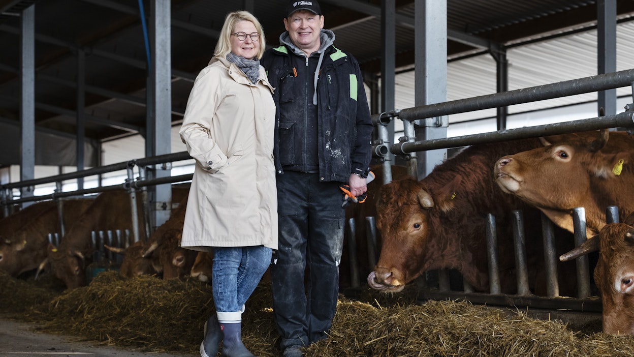 Tuula Kukkola-Räinä ja Heikki Räinä haluavat tuottaa lähiruokaa Pohjois-Suomessa. Heillä on 160 Limousine-rotuista emolehmää.