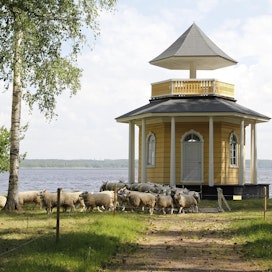 Tammelalaisen Syrjälän tilan lampaat hoitavat muun muassa Saaren kartanon rantoja.