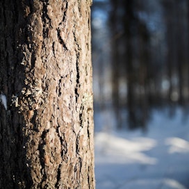 Karuilla rämeillä puuston kasvu on hidasta, mutta kasvu sitoo hiiltä kuitenkin enemmän kuin turpeen hajoamisesta vapautuu. Rehevissä suometsissä hajoaminen voi olla voimakkaampaa kuin hiilensidonta.