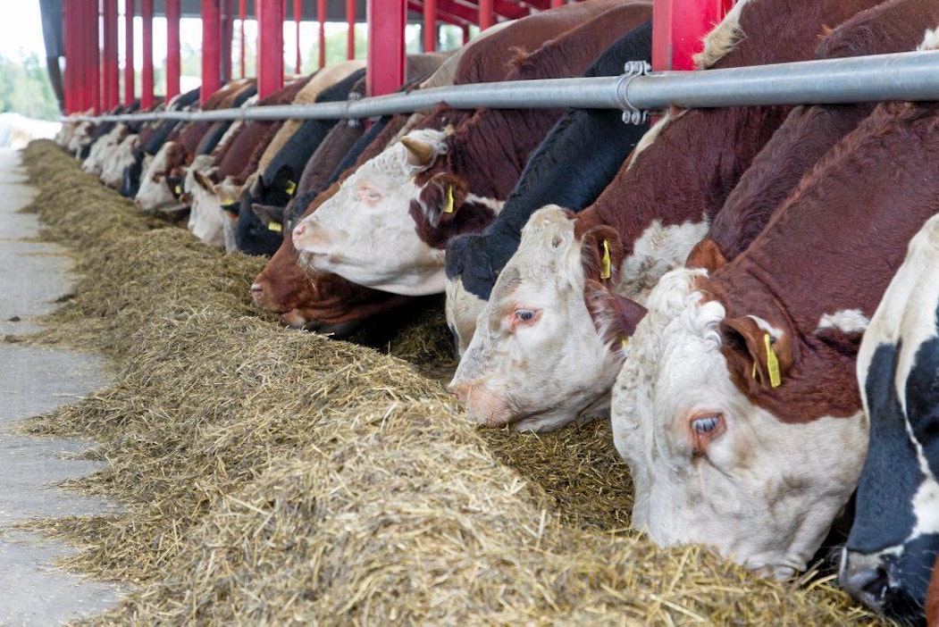 Mycoplasma bovista esiintyy sekä lypsy- että lihakarjalla. Kuvituskuva.