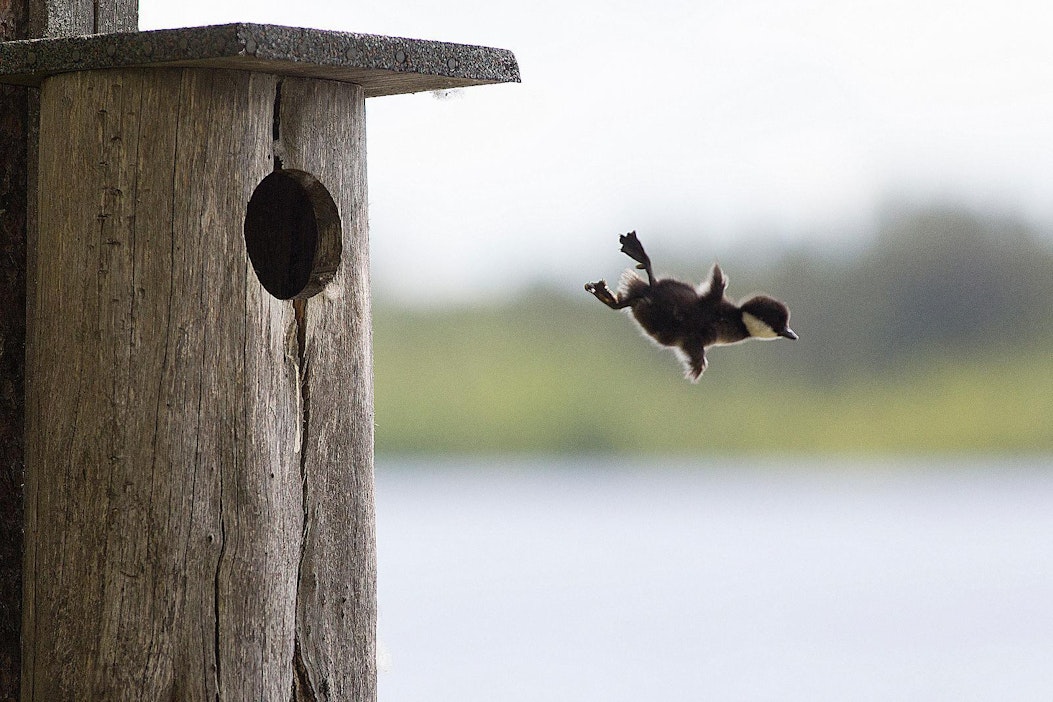 Telkän poikanen hyppää pöntöstä Suomussalmella.