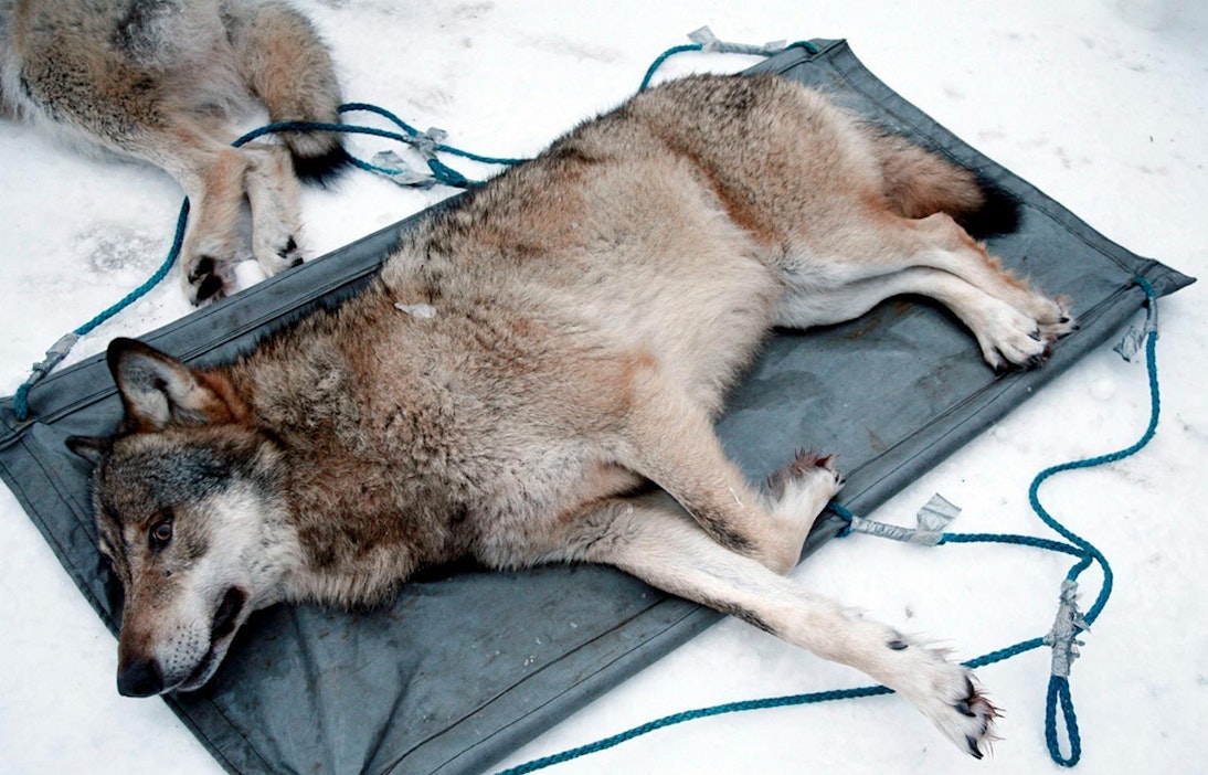 Arkistokuvassa pannoituksessa Sonkajärven lauman alfauros vuodelta 2012.