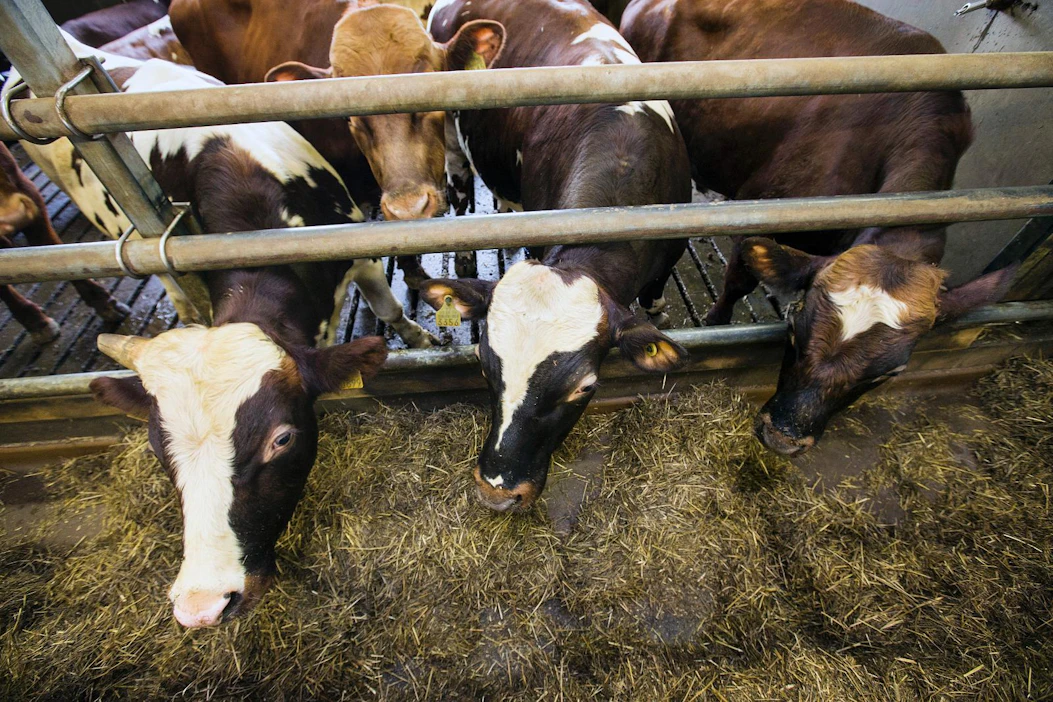 Vasikat siirtyvät kasvattamosta eteenpäin puolen vuoden ikäisinä. Kuvassa yhden kasvattamon omistajan, Timo Lyytisen lihanautoja kuvattuna Lyytisen omalla tilalla.