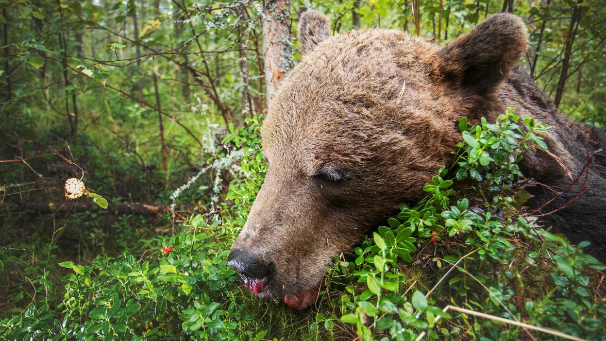 Lieksalainen Kasperi Nieminen ampui tämän aamun torstaiaamulla Vuonislahden Erän mailta.