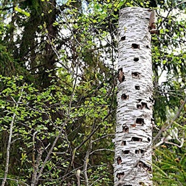 Metsäsertifioinnit määrittävät muun muassa metsiin jätettävän lahopuun määrää metsässä.