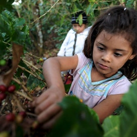 Finnwatchin havaintojen mukaan Hondurasissa palkat ovat hyvin alhaiset ja lapsityövoiman käyttö yleistä. LEHTIKUVA/AFP
