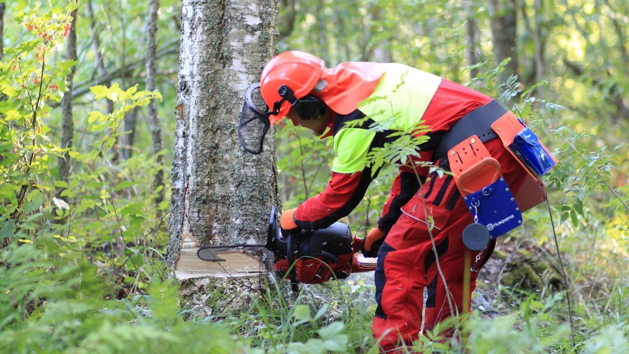 Ison puun kaato on hakkuun vaarallisin työvaihe.