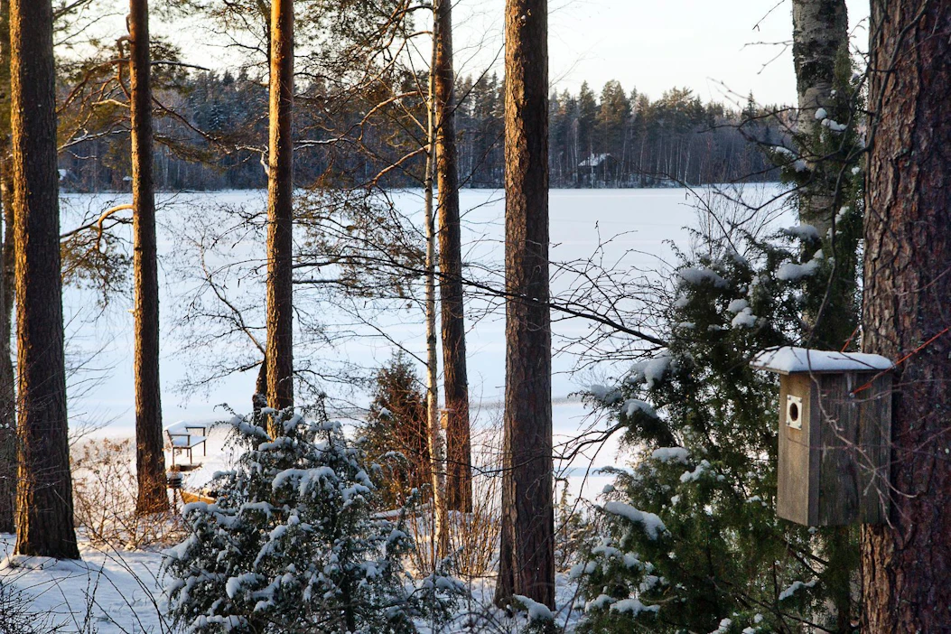 Linnunpöntöt kannattaa puhdistaa raadoista, sillä linnut eivät mielellään pesi uudestaan niiden päälle.