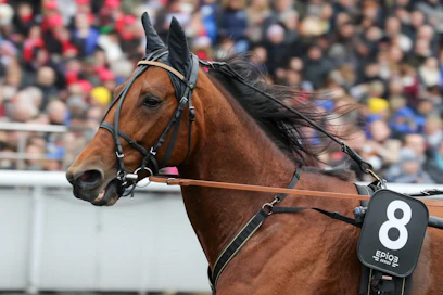 Timo Nurmoksen blogin keskiössä on hevonen, Readly Express. "En tiedä, onko se koskaan ollut parempi, kuin nyt?"