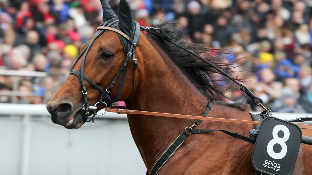 Timo Nurmoksen blogin keskiössä on hevonen, Readly Express. "En tiedä, onko se koskaan ollut parempi, kuin nyt?"