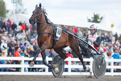 Iikka Nurmosen ohjastama Jolly Roy on Timo Korvenheimon suurin toivo Derby-karsinnoissa.