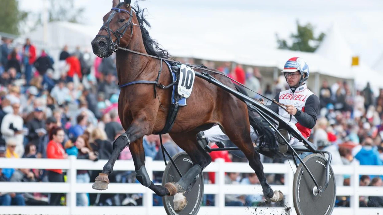 Iikka Nurmosen ohjastama Jolly Roy on Timo Korvenheimon suurin toivo Derby-karsinnoissa.