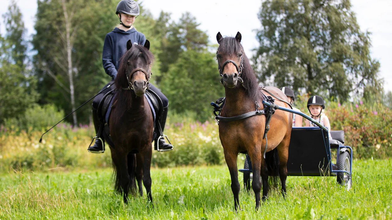 Kotimaassa syntyneitä dartmoorinponeja saatetaan jatkossa arvostella myös viikonlopun suuressa poninäyttelyssä. Pirttirannan Hennyn kyydissä istuvat Silva ja Loviisa Kivioja. Alina Tervonen ratsastaa Pirttirannan Gerdalla.