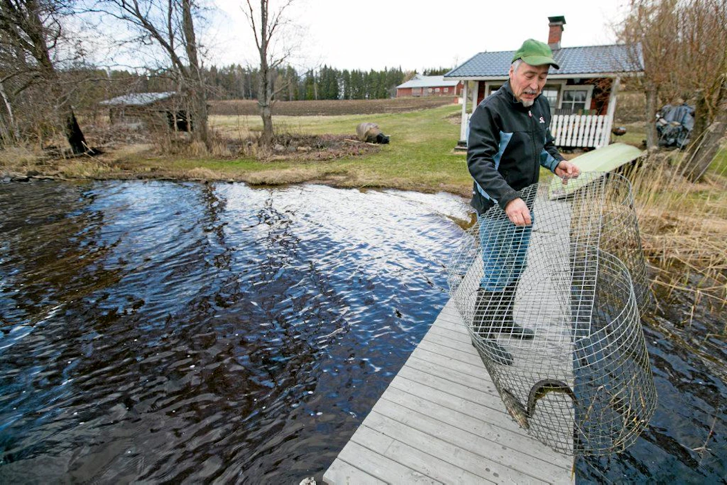 Jorma Puranen koki katiskansa kotirannassa Kivijärven Hiidenjärvellä tiistaina. Tällä kertaa saaliiksi tuli ahven ja pieni hauki, joka sai vapautensa takaisin.