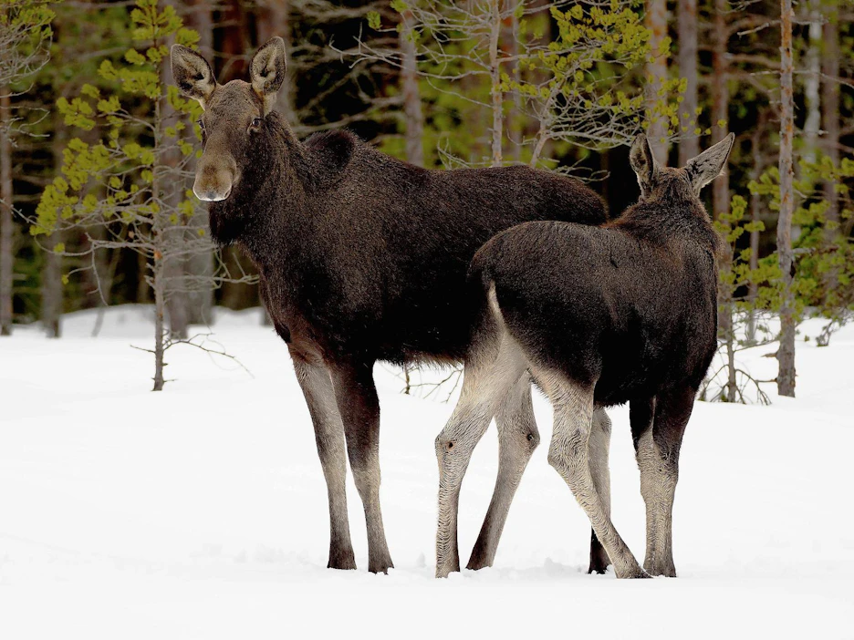 Metsästysseurueita kehotetaan kirjaamaan tiedot kaadetuista eläimistä sekä metsästyksen yhteydessä tehdyistä hirvi- ja valkohäntäpeurahavainnoista sähköiseen Oma riista -palveluun. Näin saaliin ja havaintojen kertymistä oman metsästysalueen ympäristössä voidaan seurata ja käyttää kertyvää tietoa metsästyksen suunnittelussa hyödyksi.