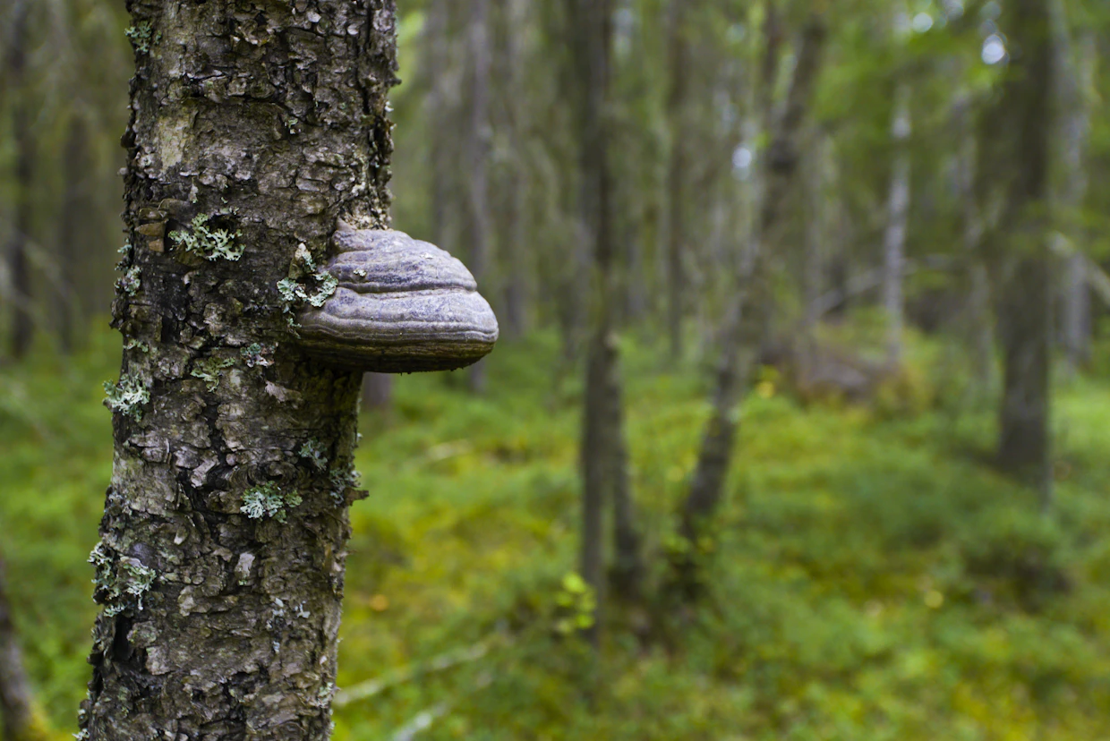 Moni uhanalainen metsälaji on riippuvainen lahoavasta puusta.