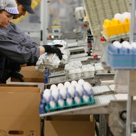 Tuula Klooti ja Emin Caner nostelevat munakennoja laatikoihin Dava Foodsin uudella pakkauslinjalla Kaarinassa.