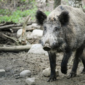 Maa- ja metsätalousministeri Jari Lepän mielestä sianlihatuotteita ei pitäisi tuoda lainkaan, koska niiden mukana voi tulla afrikkalainen sikarutto Suomeen.