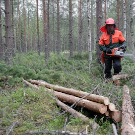 Metsähallituksen leivissä työskentelee 250 metsuria.