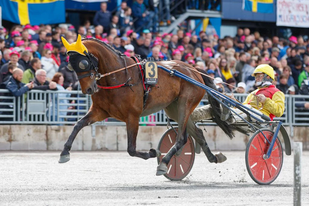 Upea Bahia Quesnot oli Elitloppetin 2021 viimeinen kutsuttu. Kuvassa tamma on starttaamassa Elitloppetiin 2019 valmentajansa Junior Guelpan kanssa.