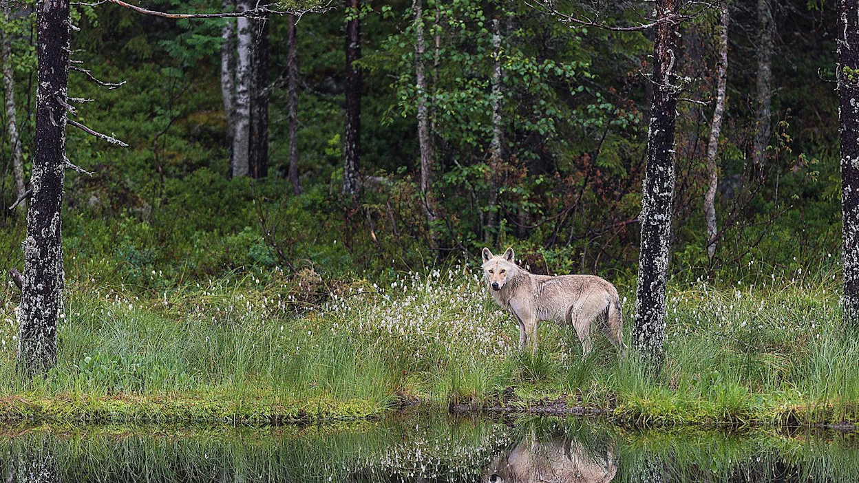 Vuoden ikäisillä susilla on kesätyö omassa laumassa: olla pentuvahtina uusille sudenpennuille.
