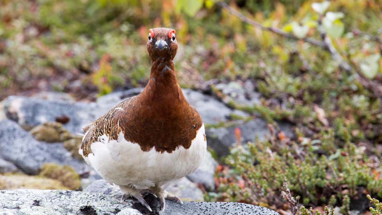 Riekot laskettiin Ylä-Lapin kolmen kunnan avoimilla tunturi-, suo- ja koivikkoalueilla kanakoirilla linjalaskentana. Alueen riistakolmiolinjat sijoittuvat pääosin metsäalueille, mistä syystä riekkotiheys on selvästi alhaisempi kolmiolaskennan perusteella kuin avomaastoissa.