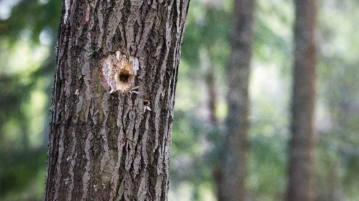 Valkoselkätikan syömäjälki on kartiomainen. Lahopuiden toukat ovat linnulle talviruokaa. Tikan itsensä bongaa helpoiten talvella lintulaudalta.
