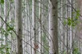 Tämä noin 15-vuotias hybridi­haavan koeala on kuvattu Lopella vuonna 2011.