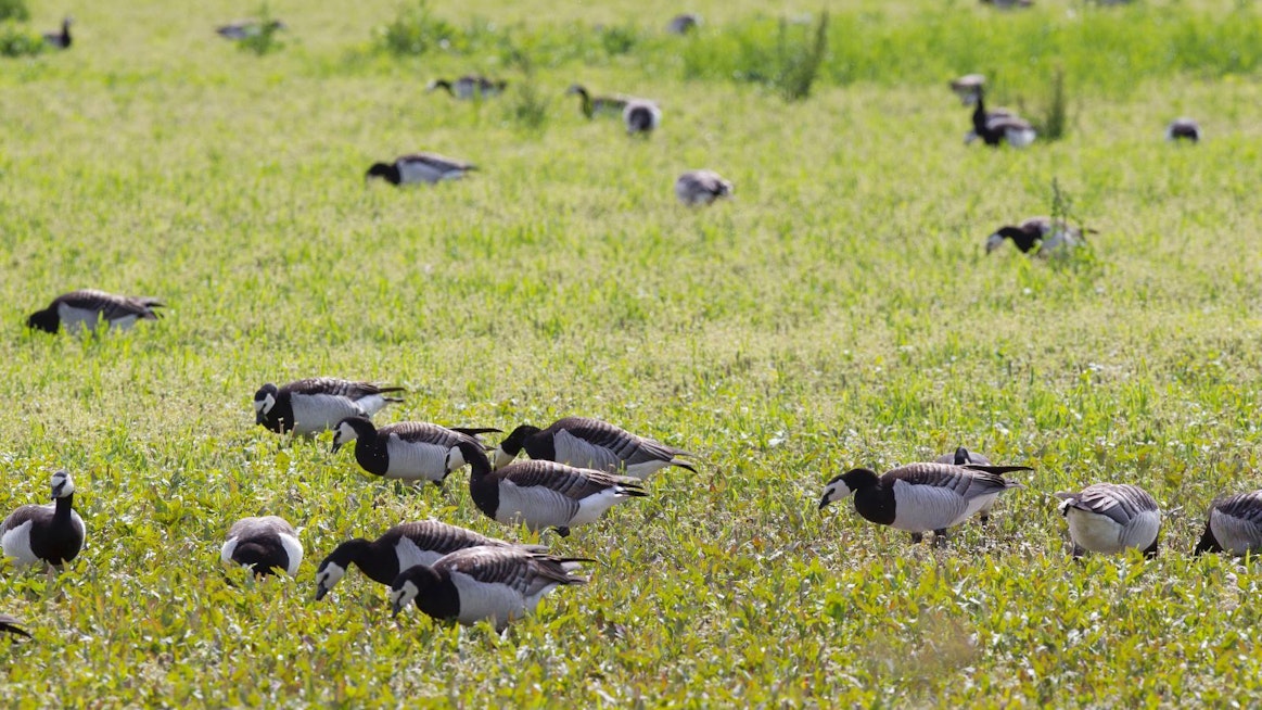 Vaikka salmonellariski onkin pieni, laiduntamista pitäisi välttää pahimman hanhiruuhkan aikaan pelloilla, joille on kertynyt hyvin runsaasti lintujen ulosteita.