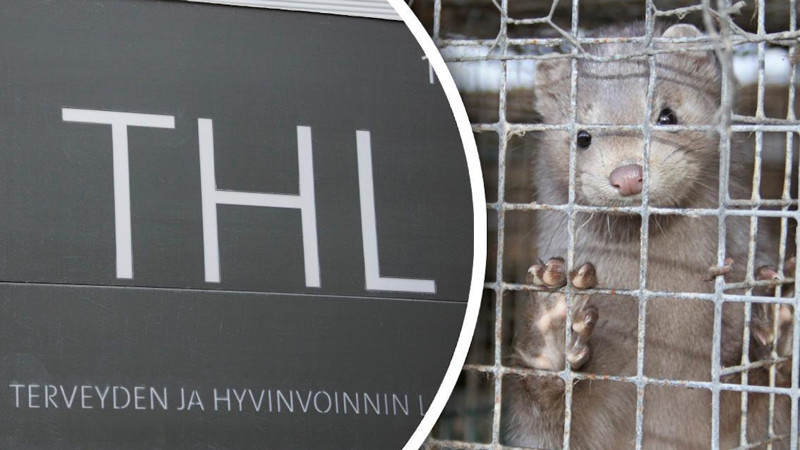 Tanskassa miljoonia minkkejä lopetetaan koronaviruksen uuden muunnoksen leviämisen estämiseksi.