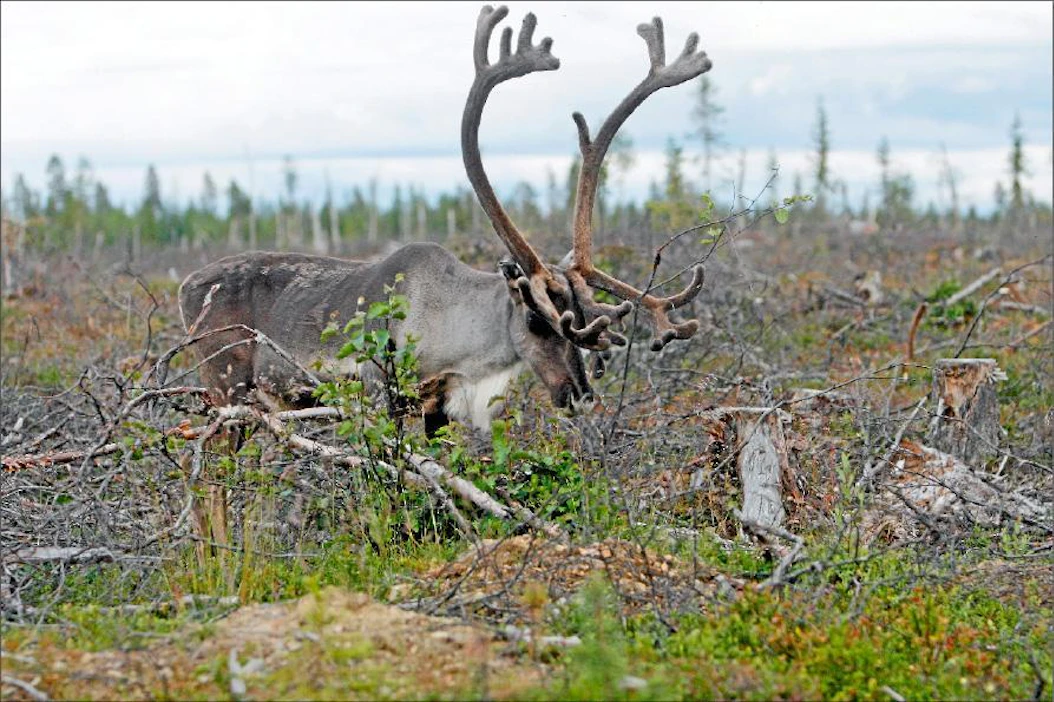 Poro On Tehokas Vesakon Harventaja Mets Maaseudun Tulevaisuus poro-on-tehokas-vesakon-harventaja-mets-maaseudun-tulevaisuus